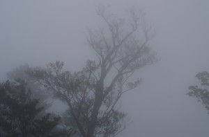 霧中の木々