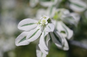 白い葉と花
