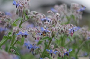 名も知らぬ花とミツバチ