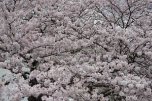 画面いっぱいに満開の桜